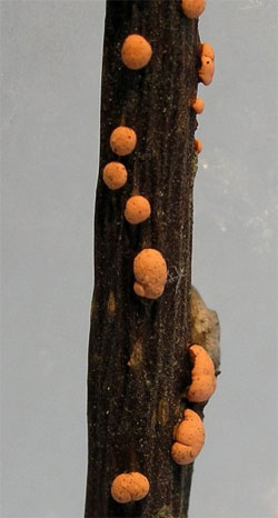 Нектрия кіноварно-червона (Nectria cinnabarina)