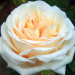 троянда Герман Гессе-Троянді
