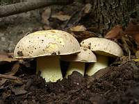 Полубелый гриб, Boletus impolitus