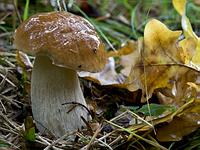 Білий гриб дубовий Boletus reticulatus