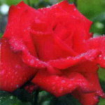 троянда Гранде Аморе