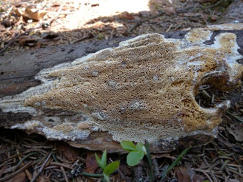 Білий домовий гриб (Antrodia sinuosa)