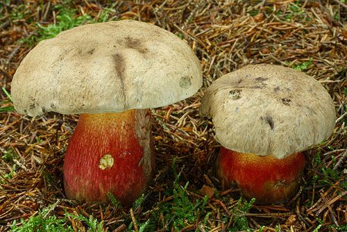 Болет красивоножковый (Boletus calopus)