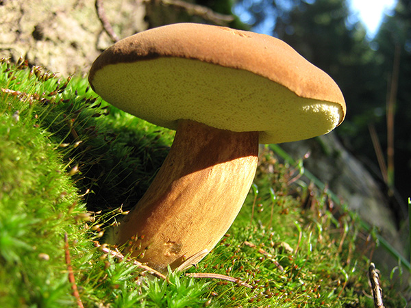 Основні розпізнавальні ознаки польського гриба: опис та характеристика