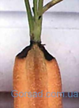 Fusarium carrot