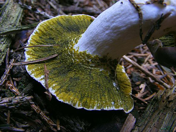 Гипомицес зелений (Hypomyces viridis)