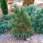 Pinus-peuce-Arnold-Dwarf