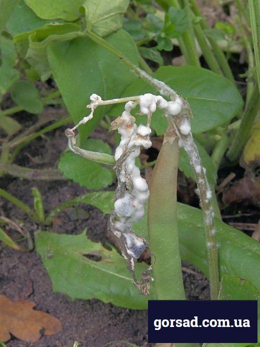 Біла гниль (Sclerotinia sclerotiorum)
