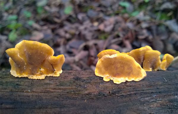 Стереум жорстковолосисте (Stereum hirsutum)