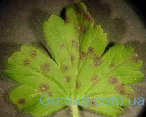 anthracnose-of-gooseberry