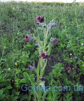 cinoglossum