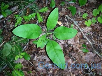 cynoglossum