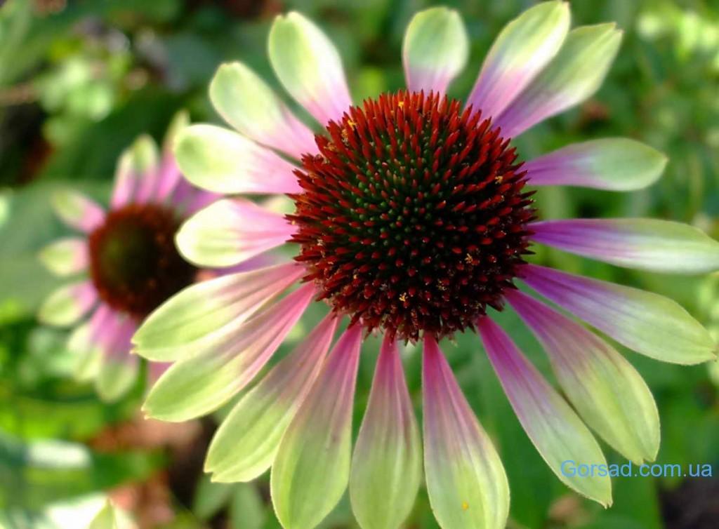 echinacea green envy full picture