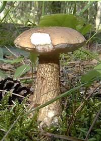 Жовчний гриб