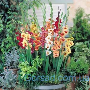 gladiolus-bolezni