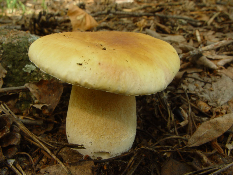 Білий гриб березовий