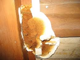 Домовий гриб
