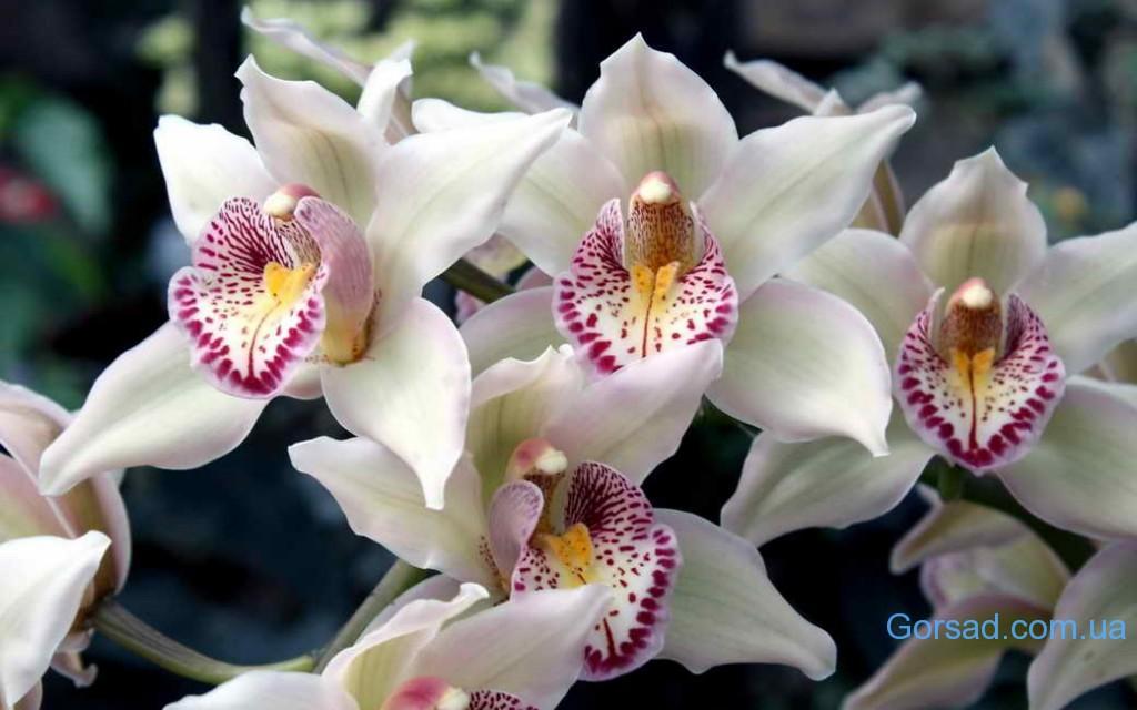 orhideya2