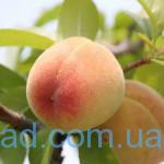 peach-fruit