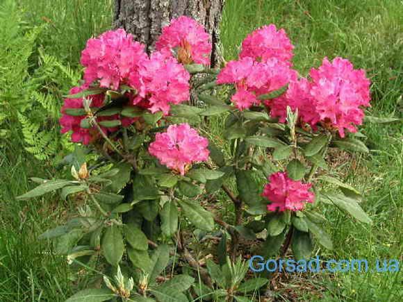 rododendroni
