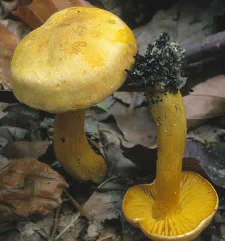 Рядовка сірчано-жовта (Tricholoma sulphureum)