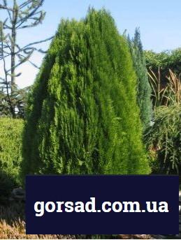 siboldi1