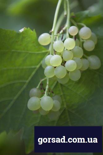 vinograd-ob1