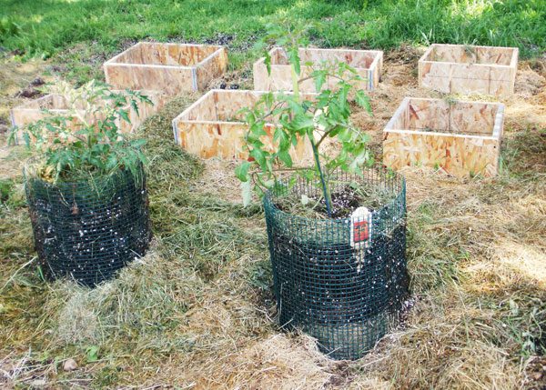 Выращивание томатов в габионах