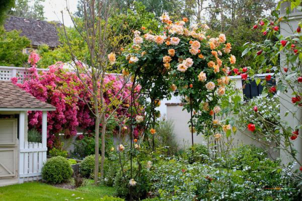 Посадка роз в саду дома