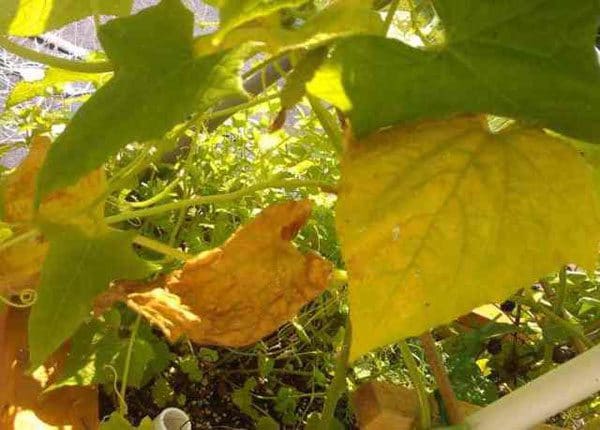 Желтые листья огурцов
