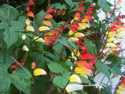 Соцветие и листья Квамоклита