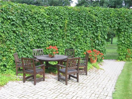 зеленая стена из девичьего винограда на даче