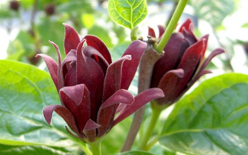Цветок каликанта