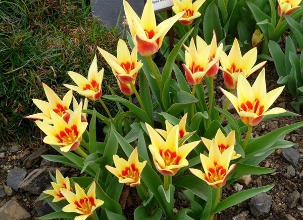 Двухцветные тюльпаны