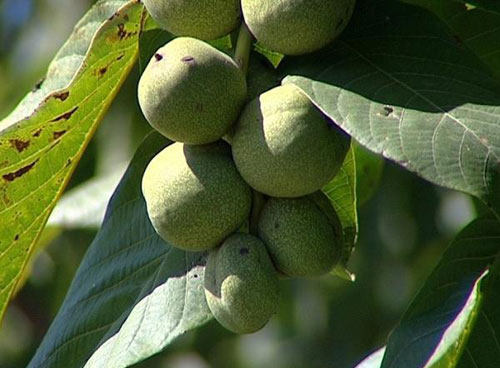 Плоды грецкого ореха