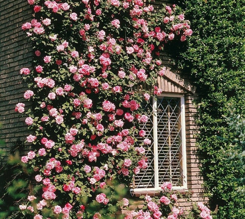 Розы-клайминги на фасаде