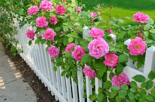 Розы на заборе