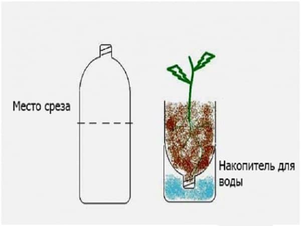 Высадка растения в пластиковую бутылку