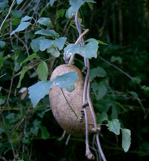 Плод и листья акебии