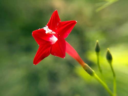 Цветок Квамоклита