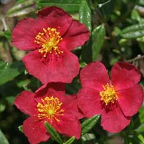Красные цветки гелиантемума