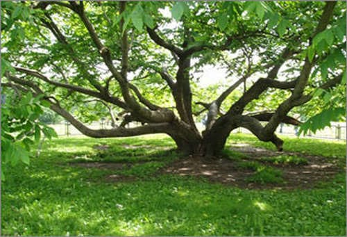 Взрослое дерево грецкого ореха
