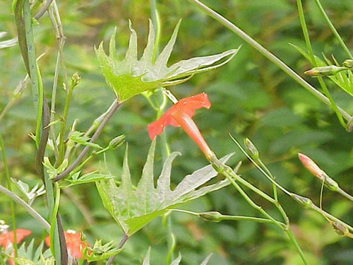 Цветок и листья Квамоклита Слотера