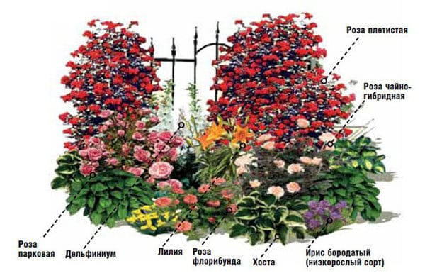 Схема посадки роз