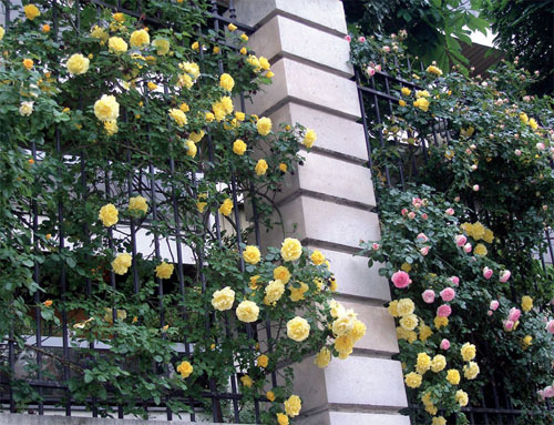Розы на фасаде дома