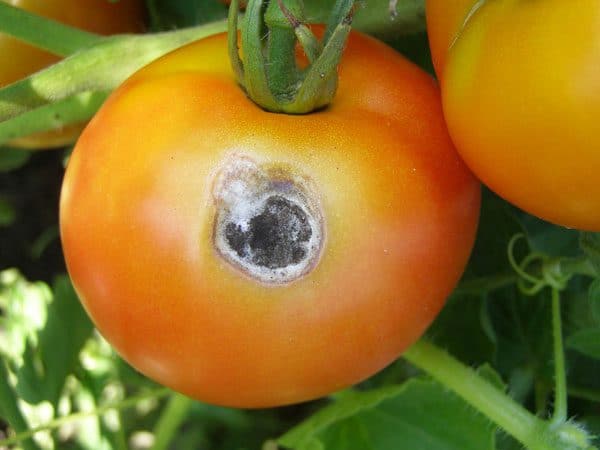 Сухая пятнистость на томатах