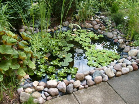 Водные растения для пруда