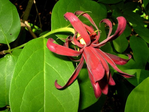 Цветок каликанта плодовитого