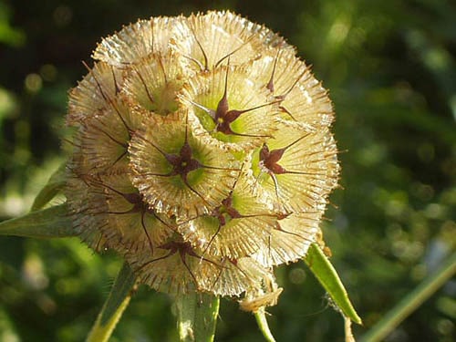 Цветок Скабиозы