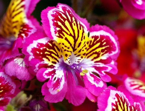 Яркий цветок схизантуса